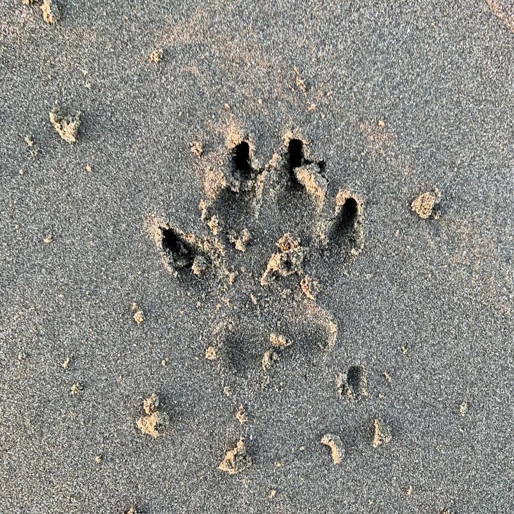 Meet your Posher, Mika